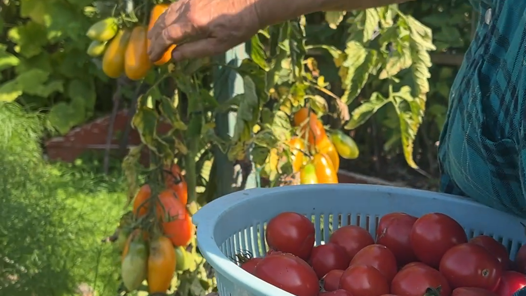 Tomater skördas och läggs i ett durkslag.